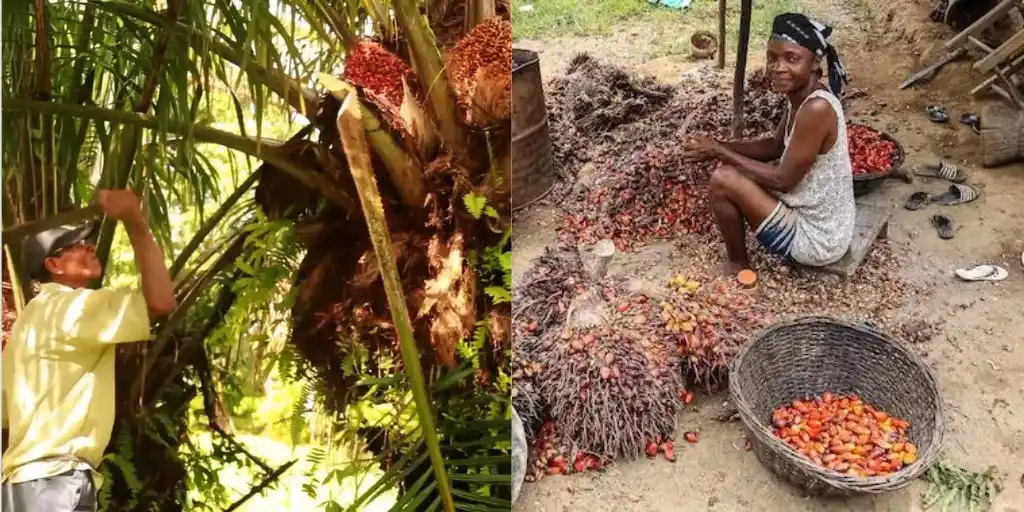 batana-plant-harvesting