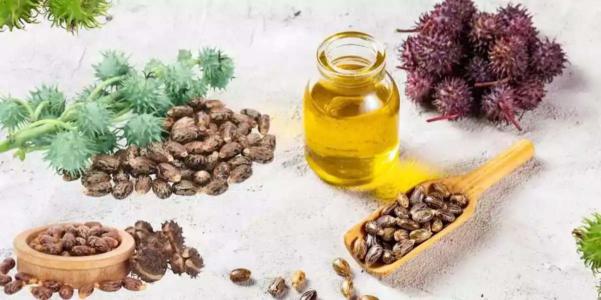 ColdPressed Castor Oil Benefits, Usage, Side Effects & Best Picks 2024